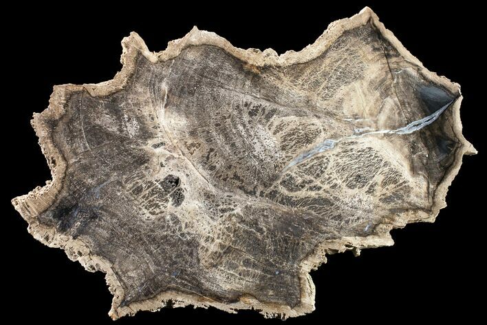 Polished Petrified Tropical Hardwood (Hunteria?) Round - Texas #163722